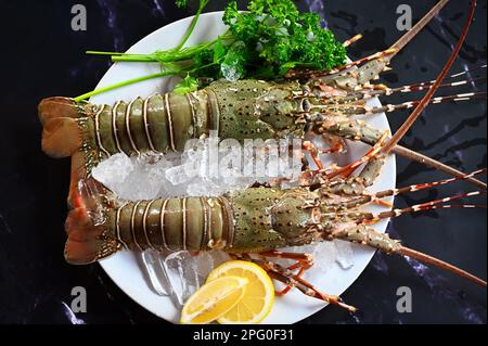 aragosta spinosa a base di pesce su ghiaccio, aragosta fresca o aragosta di roccia con erbe e spezie coriandolo al limone prezzemolo su fondo scuro, aragosta cruda per coo Foto Stock