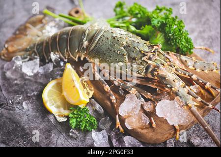 aragosta spinosa a base di pesce su ghiaccio, aragosta fresca o aragosta di roccia con erbe e spezie coriandolo al limone prezzemolo su fondo scuro, aragosta cruda per coo Foto Stock