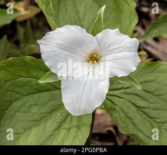 Splendido fiore bianco trillium fiorito sul bordo di un bosco in una mattina di primavera a Taylors Falls, Minnesota USA. Foto Stock