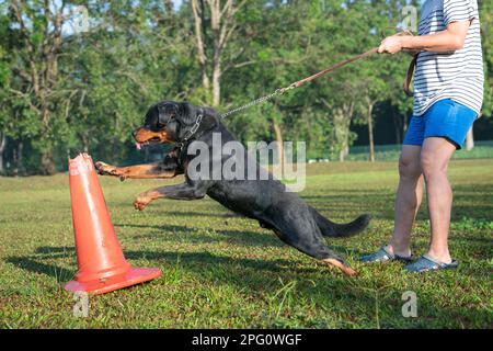 Dog Rottweiler mostra eccitazione e comportamento aggressivo quando attacca un cono rosso. Foto Stock