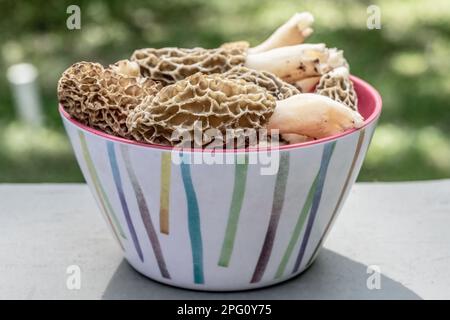 Ciotola di funghi spugnole trovato nei boschi di San Croix Falls, Wisconsin, Stati Uniti. Foto Stock