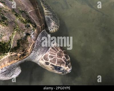 Rettili in Sri Lanka. Visita lo Sri Lanka Foto Stock