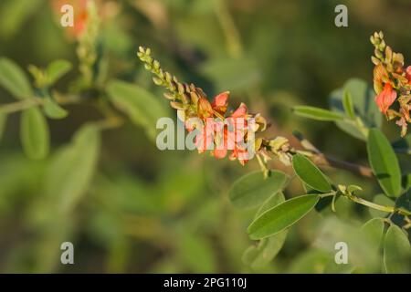 Fiore florescenza primo piano. Indigofera oblongifolia. Foto Stock