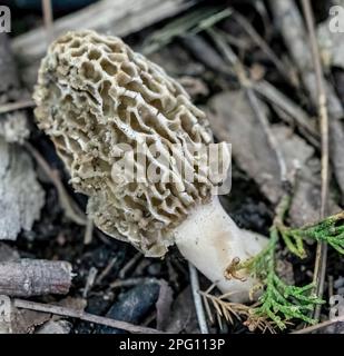 Morel fungo trovato crescere sul suo lato nei boschi primaverili di San Croix Falls, Wisconsin, Stati Uniti. Foto Stock