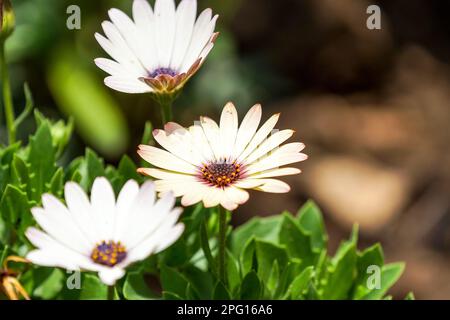 Margherite africane o fiori capo margherite (Osteospermum) chiudere in piena fioritura e aperto al sole in natura concetto di giardinaggio e botanica Foto Stock