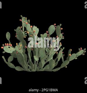 3d illustrazione di opuntia ficus indica bush isolato su sfondo nero Foto Stock