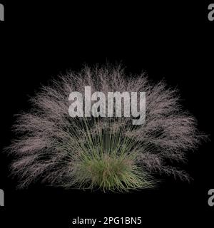 3d illustrazione di muhly bush isolato su sfondo nero Foto Stock