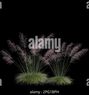 3d illustrazione di muhly bush isolato su sfondo nero Foto Stock