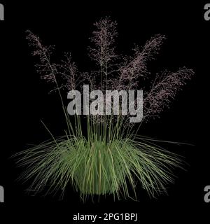 3d illustrazione di muhly bush isolato su sfondo nero Foto Stock