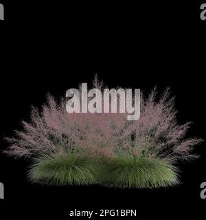 3d illustrazione di muhly bush isolato su sfondo nero Foto Stock