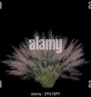 3d illustrazione di muhly bush isolato su sfondo nero Foto Stock