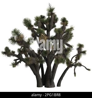 3d illustrazione di yucca decipiens isolato su sfondo bianco Foto Stock