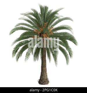 3d illustrazione della palma phoenix canariensis isolata su sfondo bianco Foto Stock