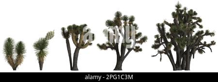 3d illustrazione di set yucca decipiens albero isolato su sfondo bianco Foto Stock