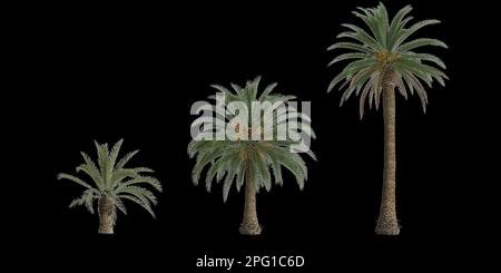 3d illustrazione di palma phoenix canariensis isolata su sfondo nero Foto Stock