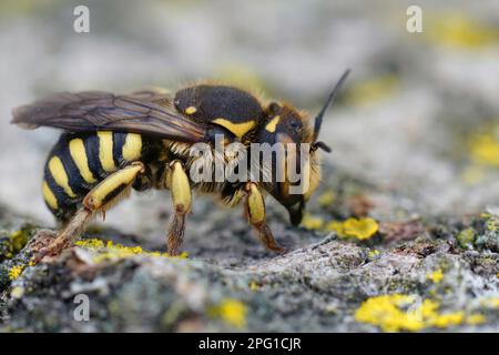 Particolare closeup di una femmina del Woolcarder Bee fiorentino, Anthidium florentinum seduta su una pietra Foto Stock