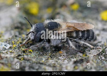 Particolare primo piano su un'ape solitaria maschio con occhio blu Hoplite cristatula seduta su un pezzo di legno Foto Stock