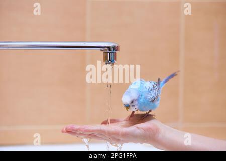 Un pappagallo sul braccio di un uomo accanto a un rubinetto d'acqua. Foto Stock