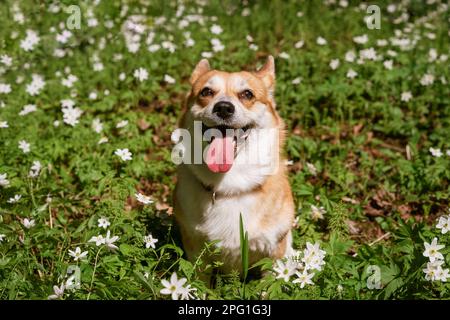Sfondo naturale con carino Corgi Dog seduto su un prato di primavera soleggiato circondato da fiori bianchi nel parco Foto Stock
