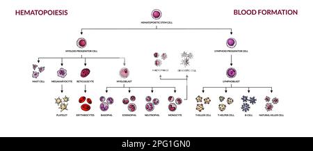 Diagramma di ematopoiesi. Tipi di cellule del sangue umano con nomi. Illustrazione vettoriale per microbiologia scientifica in stile schizzo. formazione di componenti cellulari del sangue Illustrazione Vettoriale