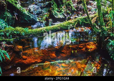 Pozza d'acqua sul pavimento della foresta in una foresta pluviale Foto Stock
