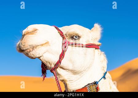 Cammello dromedario bianco con occhi blu. Ritratto guardando la macchina fotografica, vista ad angolo basso testa ripresa sul deserto del Sahara. Redini rossi e duna di sabbia sfocata Foto Stock