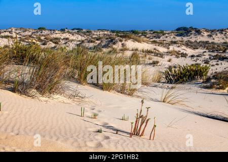 Dune del Parco Nazionale del Parque Nacional de Doñana, Almonte, provincia di Huelva, Regione Andalusia, Spagna, Europa Foto Stock