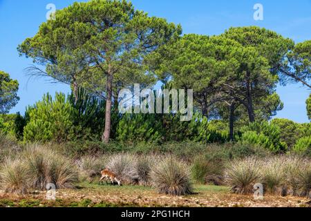 Cervus elaphus hispanicus cervi nel Parco Nazionale del Parque Nacional de Doñana, Almonte, provincia di Huelva, Regione Andalusia, Spagna, Europa Foto Stock