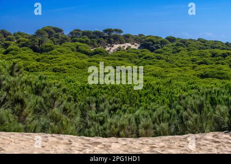 Dune in movimento nel Parco Nazionale del Parque Nacional de Doñana, Almonte, provincia di Huelva, Regione Andalusia, Spagna, Europa Foto Stock