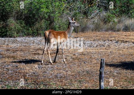 Cervus elaphus hispanicus cervi nel Parco Nazionale del Parque Nacional de Doñana, Almonte, provincia di Huelva, Regione Andalusia, Spagna, Europa Foto Stock