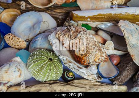 Una varietà di conchiglie e pietre lavate dalla marea nella contea di Seapark in fondo all'Irlanda del Nord Foto Stock