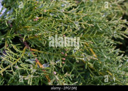 bellissimi rami di thuja verde coperti di neve. Verde pianta sfondo inverno. Foto Stock