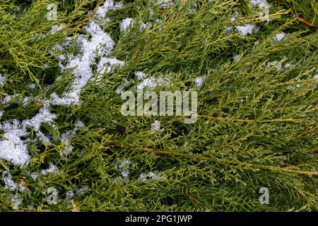 bellissimi rami di thuja verde coperti di neve. Verde pianta sfondo inverno. Foto Stock