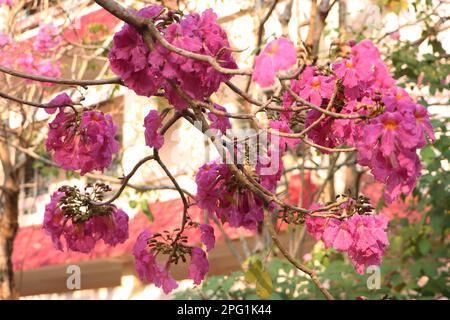 Tabebuia rosea, tromba Rosa Fiore all'Università di Can Tho, marzo 2023, Campus, città di Can Tho, Viet Nam Foto Stock