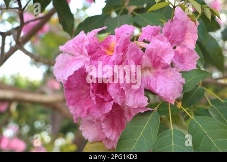 Tabebuia rosea, tromba Rosa Fiore all'Università di Can Tho, marzo 2023, Campus, città di Can Tho, Viet Nam Foto Stock