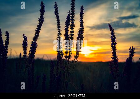 Contorni di erba sullo sfondo del sole luminoso. Contorno di piante di steppa sullo sfondo di sole di messa.. Foto Stock