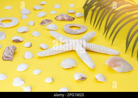 Stella bianca, conchiglie con sfondo giallo foglia di palma. Viaggi, vacanze, estate Foto Stock