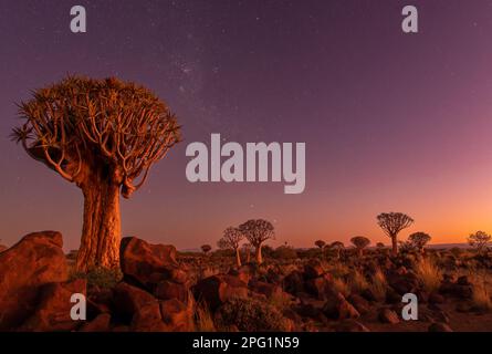 Foresta di Quivertree, Gariganus, Keetmanshoop, Namibia, 2023. Uno di a posizioni nel mondo in cui questi alberi ha un numero che crea una foresta. Foto Stock