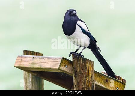 Cheeky Looking Magpie, Pica pica, seduta su un pannello informativo di legno contro uno sfondo verde sfocato Foto Stock