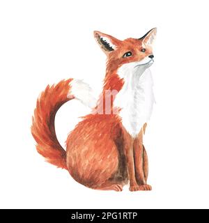 Set di volpi color acqua rosse lanuginose su sfondo bianco. Illustrazione ad acquerello disegnata a mano. Foto Stock