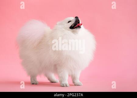 Cane razza Pomeranian spitz divertente soggiorno su uno sfondo rosa Foto Stock