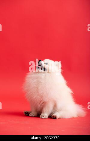 Cane razza pomeranian spitz divertente siede su uno sfondo rosso Foto Stock