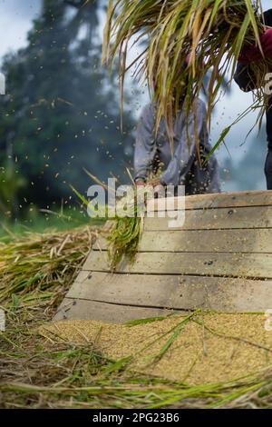 Persone, uomini e donne raccolgono manualmente riso, riso secco. Indonesia Foto Stock