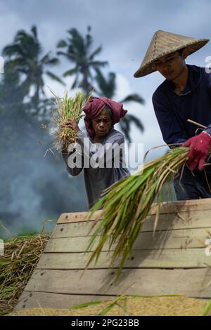 La vecchia donna raccoglie manualmente il riso, il riso secco. Indonesia, isola di Bali Foto Stock