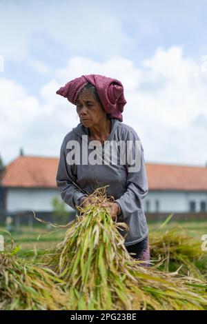 La vecchia donna raccoglie manualmente il riso, il riso secco. Indonesia, isola di Bali Foto Stock