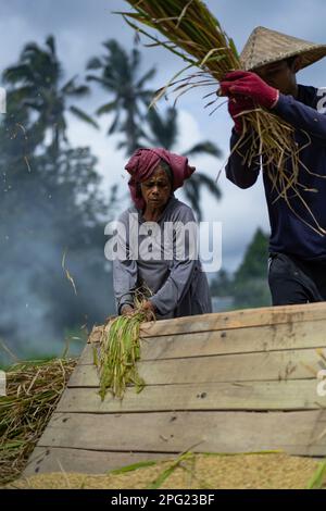 La vecchia donna raccoglie manualmente il riso, il riso secco. Indonesia, isola di Bali Foto Stock