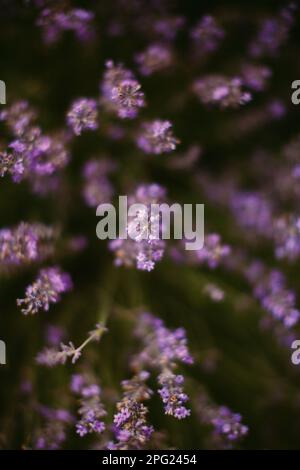 campo di lavanda macro in francia Foto Stock