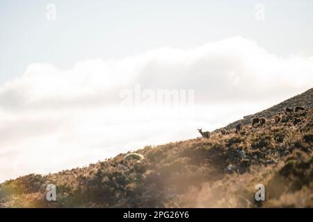 Red Deer pascolo negli altopiani scozzesi Foto Stock