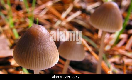 Funghi selvatici, Parco Nazionale della Sierra de Guadarrama, Segovia, Castiglia Leon, Spagna, Europa Foto Stock