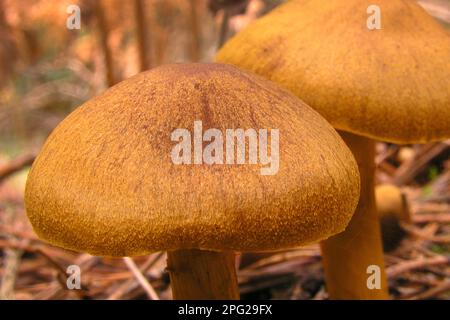 Funghi selvatici, Parco Nazionale della Sierra de Guadarrama, Segovia, Castiglia Leon, Spagna, Europa Foto Stock